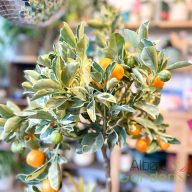 Calamondino tarkalevelű