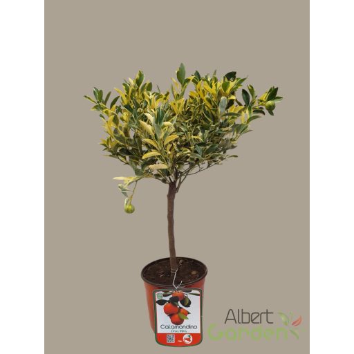 Calamondino tarkalevelű