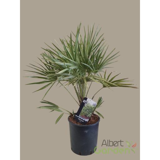 Lószörpálma 'humilis'