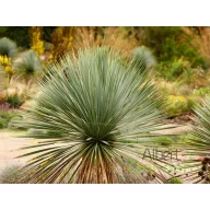 Pálmaliliom yucca szürkészöld levelű, mediterrán teraszra