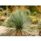 Pálmaliliom 'yucca rostrata invitro'