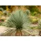 Pálmaliliom yucca szürkészöld levelű, mediterrán teraszra