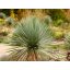 Pálmaliliom 'yucca rostrata invitro'