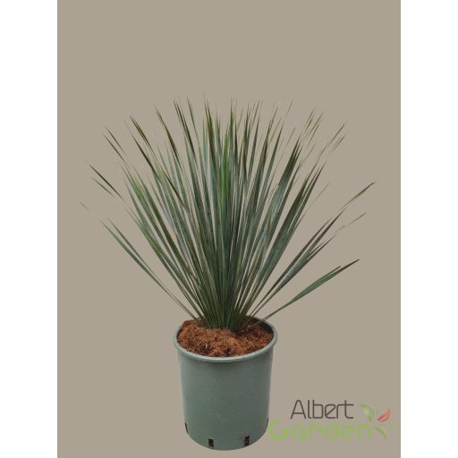 Pálmaliliom 'yucca rostrata invitro'