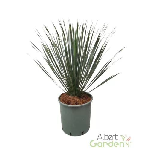 Pálmaliliom yucca szürkészöld levelű, mediterrán teraszra