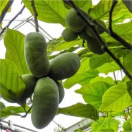 Indián banán 'Asimina Triloba'