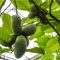 Indián banán 'Asimina Triloba'