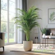 Aranypálma 'Areca lutescens'