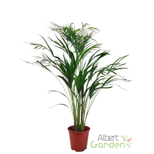 Aranypálma 'Areca lutescens'