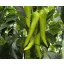 Kard paprika