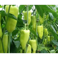 Cassovia paprika