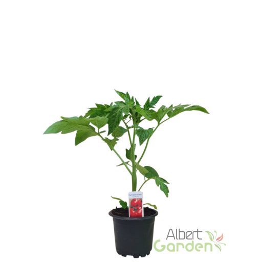 San Marzano (lugas)