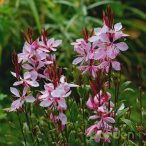 Évelő díszgyergya 'Gaura Steffi Blush Pink'