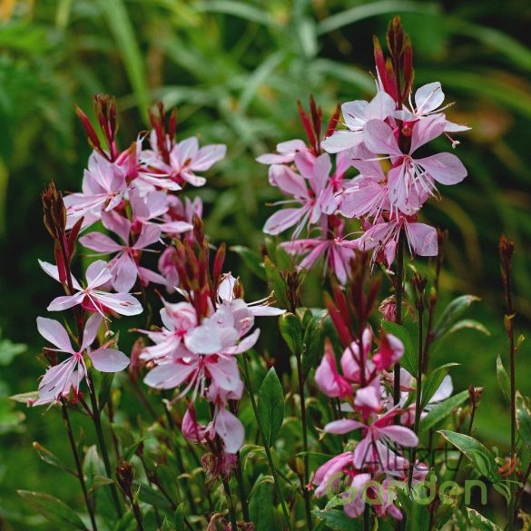 Évelő díszgyergya 'Gaura Steffi Blush Pink'