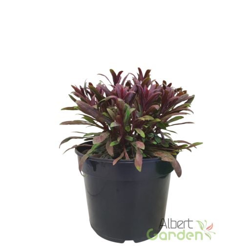 Évelő díszgyertya 'Gaura Steffi Blush Pink'