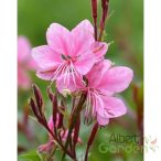 Évelő Díszgyertya 'Gaura Flamingo Pink'