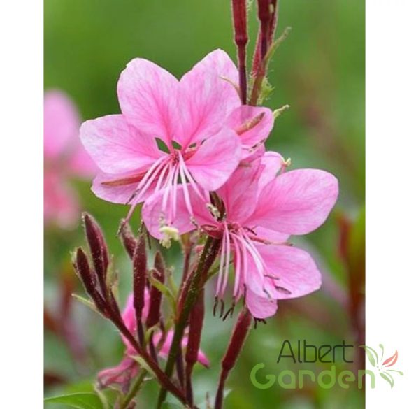 Évelő Díszgyertya 'Gaura Flamingo Pink'