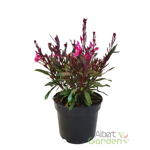 Évelő Díszgyertya 'Gaura Flamingo Pink'