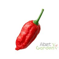 Chili 'Naga Morich'