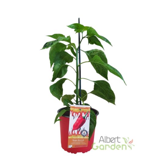 Chili 'Naga Morich'