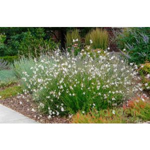 Évelő Díszgyertya 'Gaura Nova White'