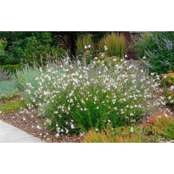 Évelő Díszgyergya 'Gaura Nova White'
