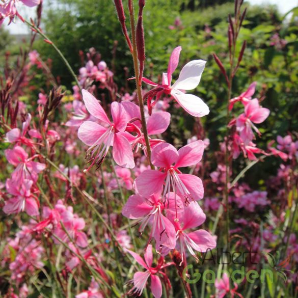 Évelő díszgyergya 'Gaura Lillipop Pink'