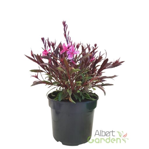 Évelő díszgyertya 'Gaura Lillipop Pink'