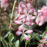 Évelő dísztyertya 'Gaura Freefolk rosy'