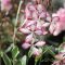 Évelő dísztyertya 'Gaura Freefolk rosy'