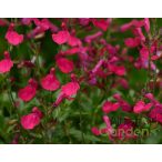 Zsálya 'salvia visional hot pink'