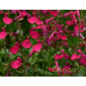 Zsálya 'salvia visional hot pink'