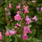 Zsálya 'salvia visional pink'