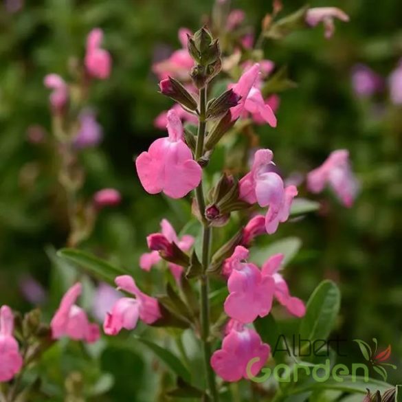 Zsálya 'salvia visional pink'