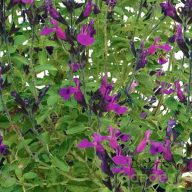 Dízszsálya 'salvia visional purple'