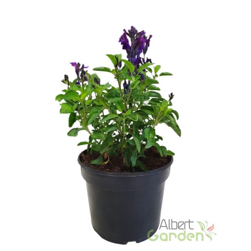 Dízszsálya 'salvia visional purple'