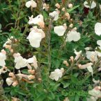 Zsálya 'salvia visional cream'