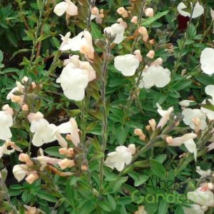 Zsálya 'salvia visional cream'