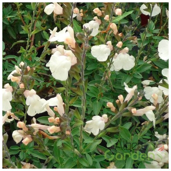 Zsálya 'salvia visional cream'