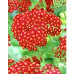 Cickafark 'Achillea Desert eve Red'