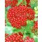 Cickafark 'Achillea Desert Eve Red'