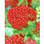 Cickafark 'Achillea Desert Eve Red'