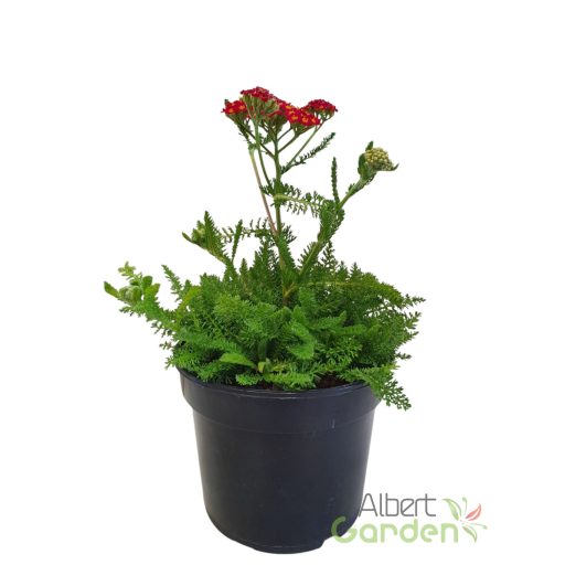 Cickafark 'Achillea Desert Eve Red'