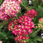 Cickafark 'Achillea Desert eve Deep Rose'