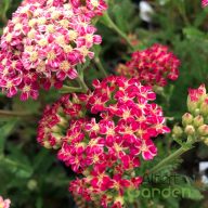 Cickafark 'Achillea Desert eve Deep Rose'