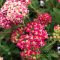 Cickafark 'Achillea Desert eve Deep Rose'