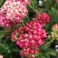 Cickafark 'Achillea Desert eve Deep Rose'