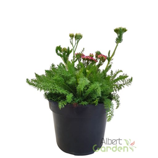 Cickafark 'Achillea Desert eve Deep Rose'
