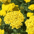 Cickafark 'Achillea Desert eve Yellow'