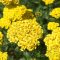 Cickafark 'Achillea Desert eve Yellow'